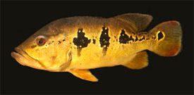 Cichla ocellaris - Zöld szemfoltos bolcsőszájú hal