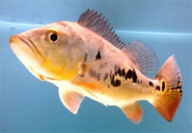 Cichla ocellaris - Zld szemfoltos blcsszj hal
