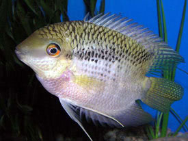 Mesonauta festivus - Zászlós bölcsőszájú hal