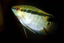 Mesonauta festivus - Zszls blcsszj hal