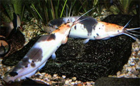 Clarias batrachus - Frog Catfish, Walking Catfish