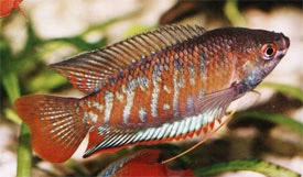 Trichogaster fasciata - Banded gourami