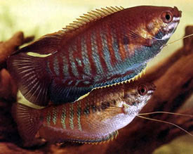 Trichogaster labiosa - Ajakos gurmi