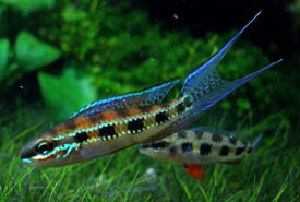 Crenicara filamentosa - Kockás bölcsőszájú hal