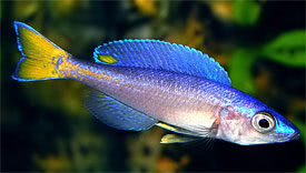 Cyprichromis leptosoma - Srgafark lazacsgr