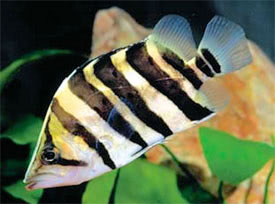 Datnioides microlepis - Indonesian Tiger Fish