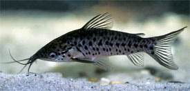 Dianema longibarbis - Porthole Catfish