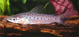 Dianema longibarbis - Porthole Catfish
