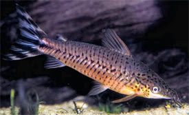 Dianema urostriatum - Flagtail Catfish