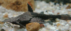Bunocephalus coracoideus - Banjo Catfish