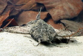 Bunocephalus coracoideus - Banjo Catfish