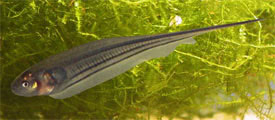 Eigenmannia virescens - Glass Knife Fish, Green Knifefish