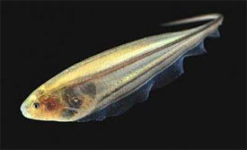 Eigenmannia virescens - Glass Knife Fish, Green Knifefish