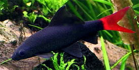 Epalzeorhynchos bicolor - Stendhal-hal