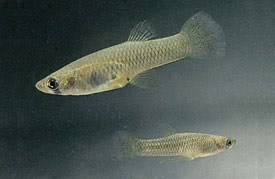 Gambusia affinis - Mosquitofish