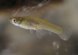Gambusia affinis - Mosquitofish