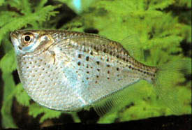 Gasteropelecus maculatus - Spotted hatchetfish