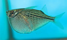 Gasteropelecus maculatus - Spotted hatchetfish