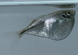 Gasteropelecus sternicla - Common hatchetfish