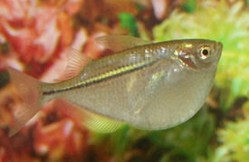 Gasteropelecus sternicla - Szekercelazac