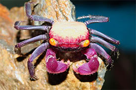 Geosesarma dennerle - Purple Vampire Crab
