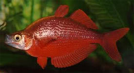 Glossolepis incisus - Salmon-red Rainbowfish
