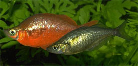 Glossolepis incisus - Salmon-red Rainbowfish