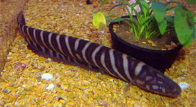 Gymnotus pedanopterus - Zebra kshal