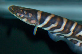 Gymnotus pedanopterus - Zebra Knifefish