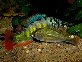 Haplochromis sp. 44 - Haplochromis Thick Skin