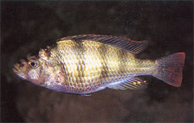 Haplochromis sp. 44 - Haplochromis Thick Skin