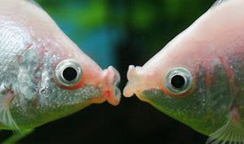 Helostoma temminkii - Kissing gourami