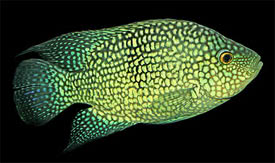 Herichthys carpintis - Pearlscale Cichlid