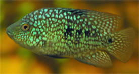 Herichthys carpintis - Texasi sgr