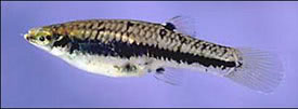Heterandria formosa - Least Killifish