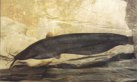 Heteropneustes fossilis - Liver Catfish, Asian stinging catfish