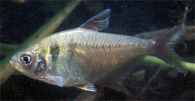 Hyphessobrycon bifasciatus - Srga pontylazac