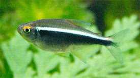 Hyphessobrycon herbertaxelrodi - Fekete neonhal