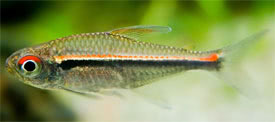 Hyphessobrycon heterorhabdus - Colombian Tetra