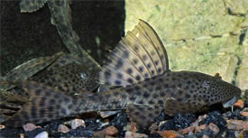 Hypostomus plecostomus - Suckermouth catfish, Pleco