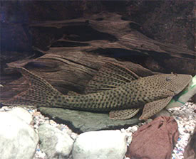 Hypostomus plecostomus - Suckermouth catfish, Pleco