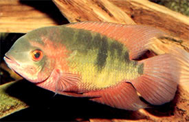Hypselecara temporalis - Smaragd blcsszj hal