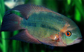Hypselecara temporalis - Smaragd blcsszj hal