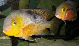Hypsophrys nicaraguensis - Nicaraguai bölcsőszájú hal