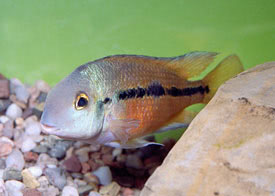 Hypsophrys nicaraguensis - Nicaraguai blcsszj hal
