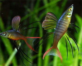 Iriatherina werneri - Threadfin Rainbowfish