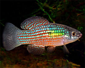 Jordanella floridae - American Flagfish