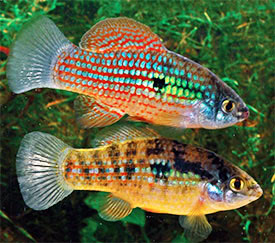Jordanella floridae - American Flagfish