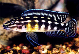 Julidochromis marlieri - Kockás torpedósügér