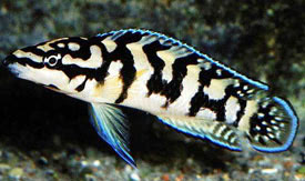 Julidochromis marlieri - Checkerboard Julie, Marlier's julie
